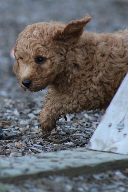 Free download puppy dog pet canine animal fur free picture to be edited with GIMP free online image editor