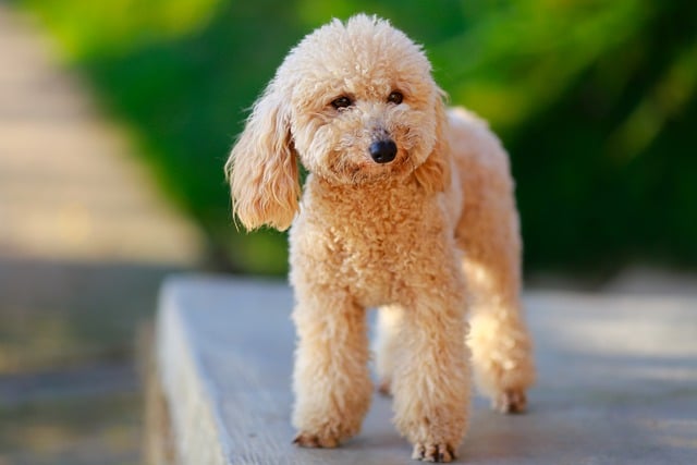 Free download puppy dog pet canine outdoors free picture to be edited with GIMP free online image editor