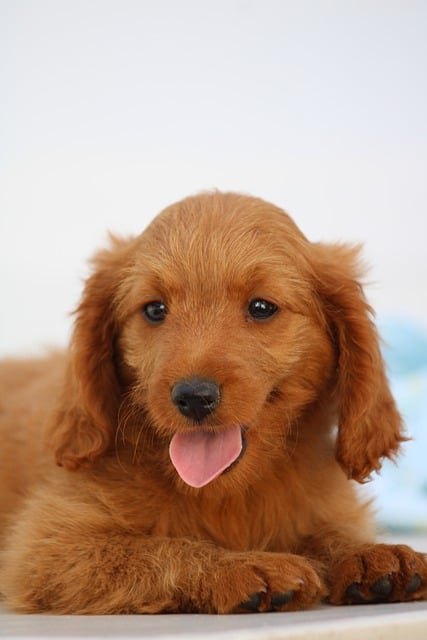 Free download puppy dog pet golden doodle animal free picture to be edited with GIMP free online image editor