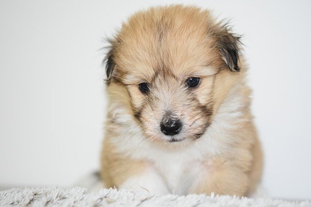 دانلود رایگان Puppy Dog Pup - عکس یا عکس رایگان قابل ویرایش با ویرایشگر تصویر آنلاین GIMP