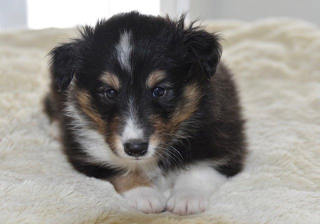 Gratis download Puppy Dog Pup Shetland - gratis foto of afbeelding om te bewerken met GIMP online afbeeldingseditor