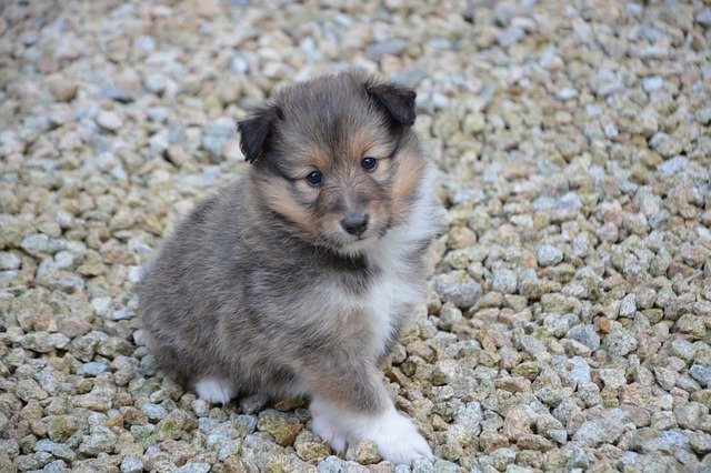 Free download puppy dog young dog dog o toby free picture to be edited with GIMP free online image editor