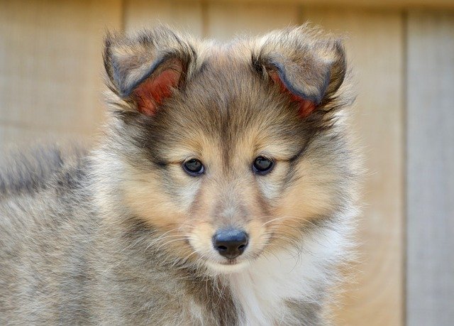 Free download puppy dog young male dog free picture to be edited with GIMP free online image editor