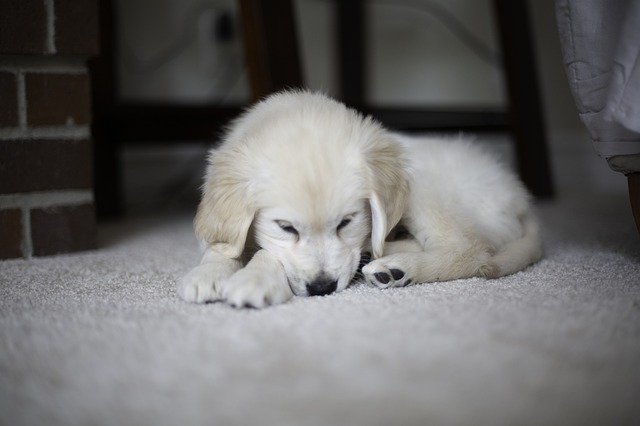 Free picture Puppy Golden Retriever Cute -  to be edited by GIMP free image editor by OffiDocs