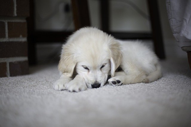 Free download Puppy Golden Retriever Cute -  free photo or picture to be edited with GIMP online image editor