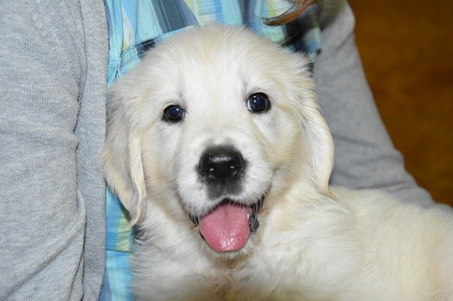 Free download Puppy Golden Retriever Dog -  free photo or picture to be edited with GIMP online image editor