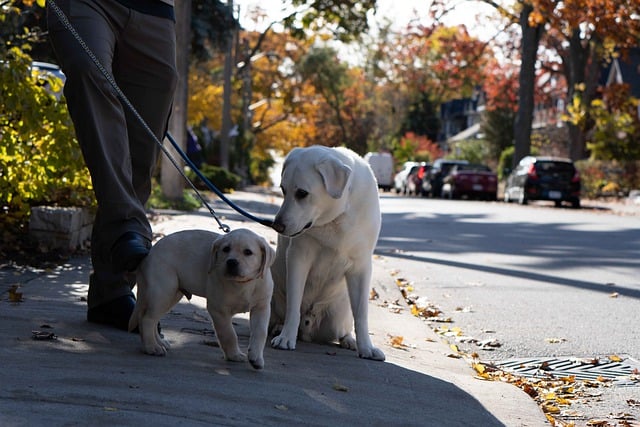 Free download puppy golden retriever dogs free picture to be edited with GIMP free online image editor