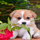 Puppy holding a rose wallpaper  screen for extension Chrome web store in OffiDocs Chromium