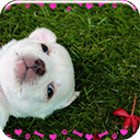 Puppy Love  screen for extension Chrome web store in OffiDocs Chromium