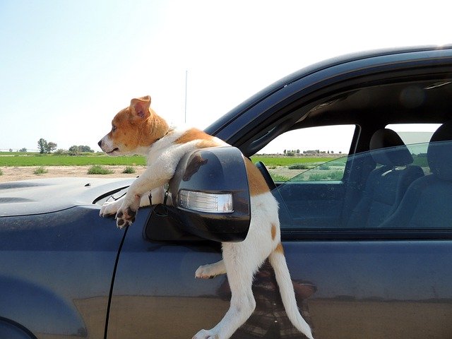 Muat turun percuma Puppy Mischief Truck - foto atau gambar percuma untuk diedit dengan editor imej dalam talian GIMP