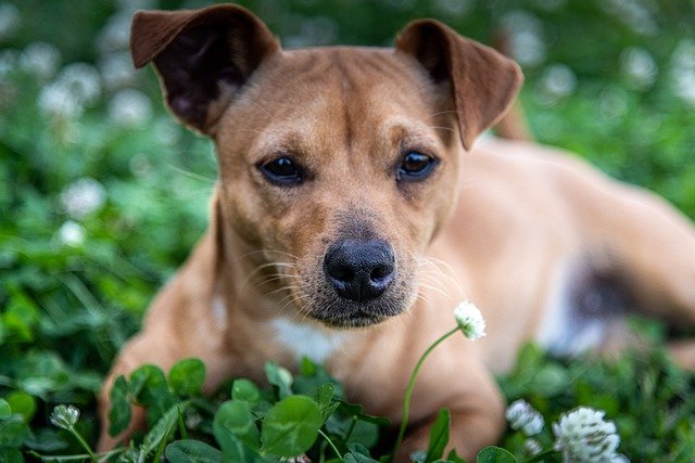 Free download puppy mixed breed cattle dog meadow free picture to be edited with GIMP free online image editor