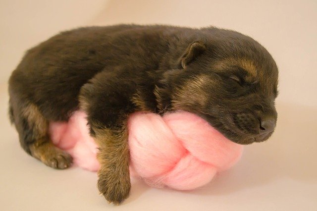 Free download puppy newborn adorable pet dog free picture to be edited with GIMP free online image editor