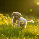 Puppy Playing in the Sun  screen for extension Chrome web store in OffiDocs Chromium