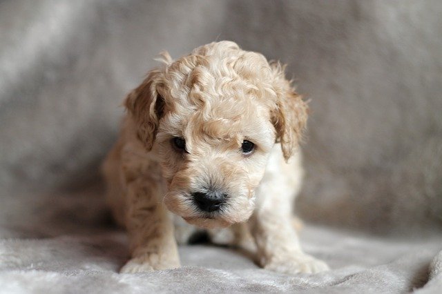 تنزيل مجاني Puppy Poodle Dog - صورة مجانية أو صورة ليتم تحريرها باستخدام محرر الصور عبر الإنترنت GIMP