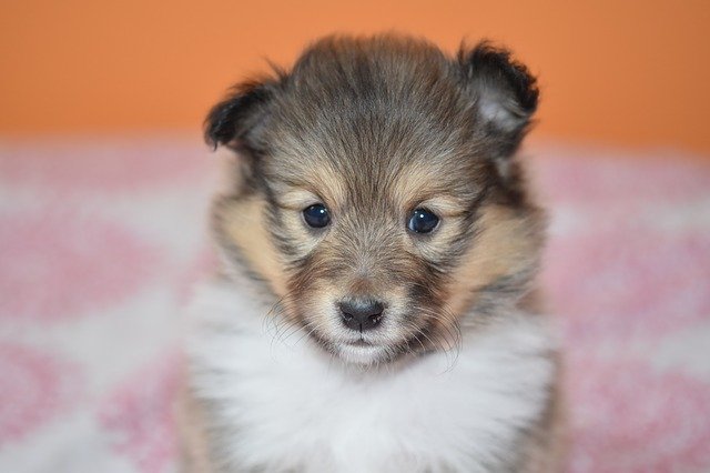 Kostenloser Download Puppy Portrait Shetland - kostenloses Foto oder Bild zur Bearbeitung mit GIMP Online-Bildbearbeitung