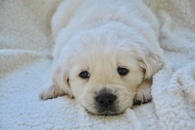 Free picture Puppy Pup Lying Down Golden -  to be edited by GIMP free image editor by OffiDocs