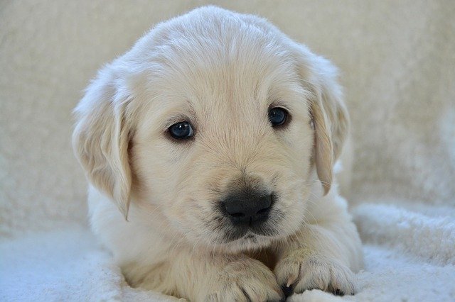 Muat turun percuma Puppy Pup Puppies Golden Retriever - foto atau gambar percuma untuk diedit dengan editor imej dalam talian GIMP