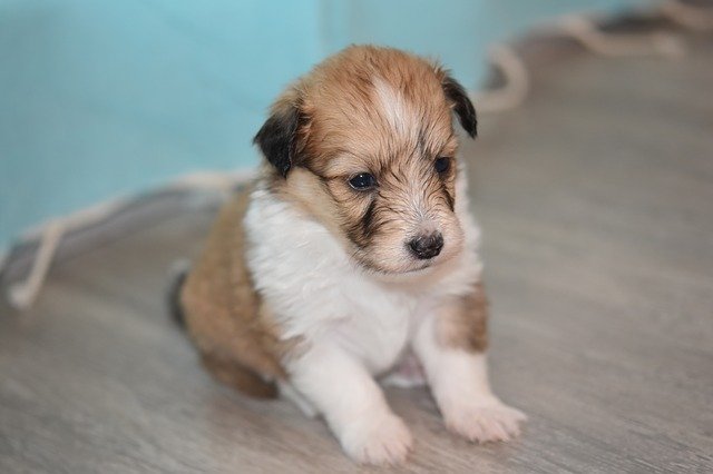 Free download Puppy Pup Sitting -  free photo or picture to be edited with GIMP online image editor