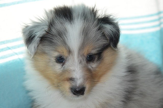 Free download Puppy Shetland Sheepdog Pup -  free photo or picture to be edited with GIMP online image editor