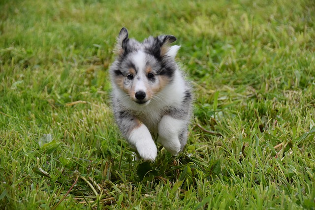 Free graphic puppy shetland sheepdog puppy to be edited by GIMP free image editor by OffiDocs