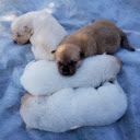 Puppy sleeps soundly  screen for extension Chrome web store in OffiDocs Chromium