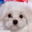 Puppy Theme  screen for extension Chrome web store in OffiDocs Chromium