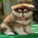 puppy wallpaper  screen for extension Chrome web store in OffiDocs Chromium