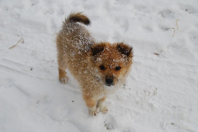 Descărcare gratuită Puppy Winter Snow - fotografie sau imagini gratuite pentru a fi editate cu editorul de imagini online GIMP