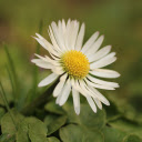 Pure Grass Flowers  screen for extension Chrome web store in OffiDocs Chromium