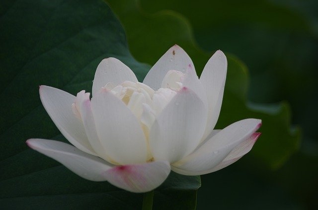 Free picture Pure Lotus The Spirit Of -  to be edited by GIMP free image editor by OffiDocs
