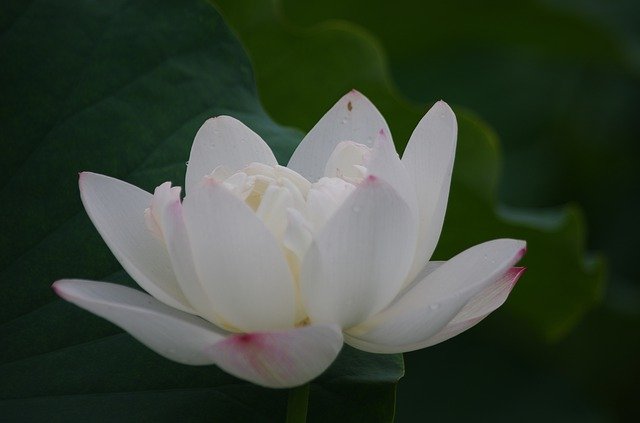 Free download Pure Lotus The Spirit Of -  free photo or picture to be edited with GIMP online image editor