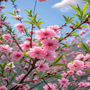 Pure peach blossom wallpaper  screen for extension Chrome web store in OffiDocs Chromium