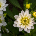 Pure white dahlias  screen for extension Chrome web store in OffiDocs Chromium