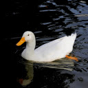 Pure white duck  screen for extension Chrome web store in OffiDocs Chromium