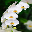 Pure white orchid wallpaper  screen for extension Chrome web store in OffiDocs Chromium