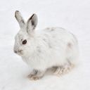 Pure White Rabbit Theme – Elegance in Simplicity  screen for extension Chrome web store in OffiDocs Chromium