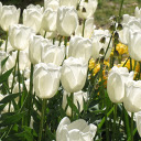 Pure white tulips and yellow orchids blooming  screen for extension Chrome web store in OffiDocs Chromium