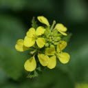 Pure yellow flowers  screen for extension Chrome web store in OffiDocs Chromium