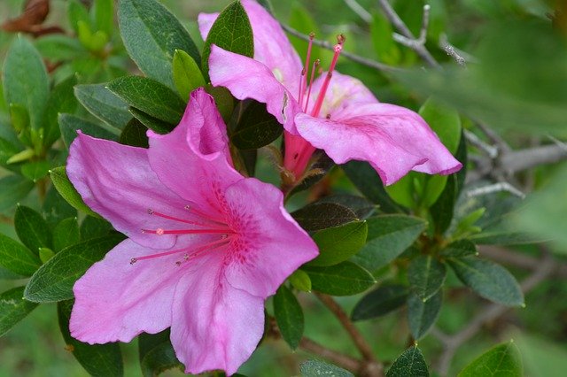 Free download Purity The Flower -  free photo or picture to be edited with GIMP online image editor