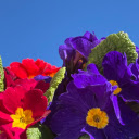 Purple and Pink  screen for extension Chrome web store in OffiDocs Chromium