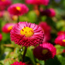 Purple and pink chrysanthemums  screen for extension Chrome web store in OffiDocs Chromium