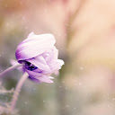 Purple anemone  screen for extension Chrome web store in OffiDocs Chromium