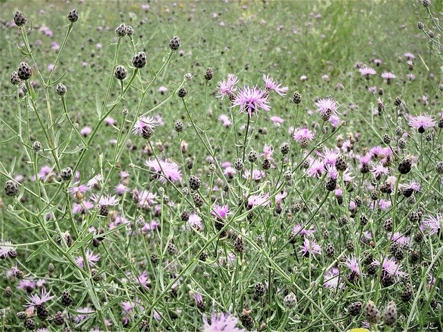 Free download Purple Asters Wildflowers -  free free photo or picture to be edited with GIMP online image editor