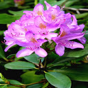 Purple azalea wallpaper  screen for extension Chrome web store in OffiDocs Chromium