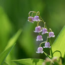 Purple bell flower branch  screen for extension Chrome web store in OffiDocs Chromium Purple bell flower branch  screen for extension Chrome web store in OffiDocs Chromium