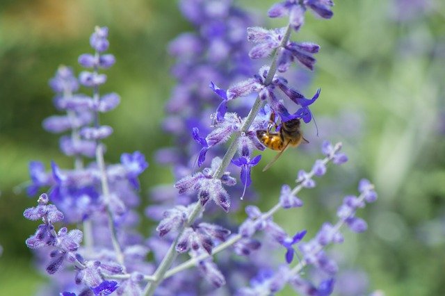 Téléchargement gratuit de Purple Bloom Nature - photo ou image gratuite à éditer avec l'éditeur d'images en ligne GIMP