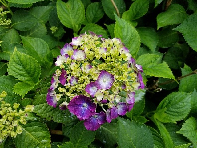 Free download Purple Blue Cream -  free photo or picture to be edited with GIMP online image editor