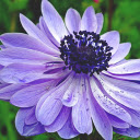 Purple Blue Flower  screen for extension Chrome web store in OffiDocs Chromium