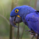 Purple Blue Parrot  screen for extension Chrome web store in OffiDocs Chromium