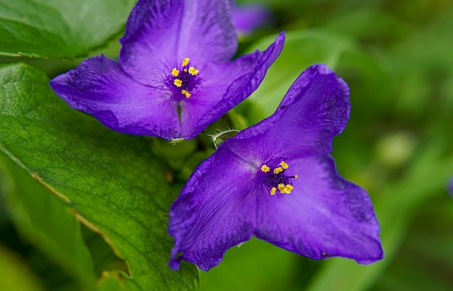 Free download Purple Botany Colorful -  free photo or picture to be edited with GIMP online image editor
